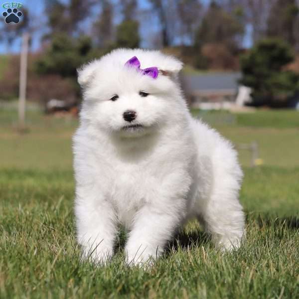 Sara, Samoyed Puppy